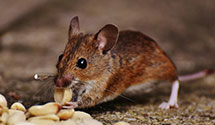 24 Hour & Emergency Exterminators in Tulare, CA